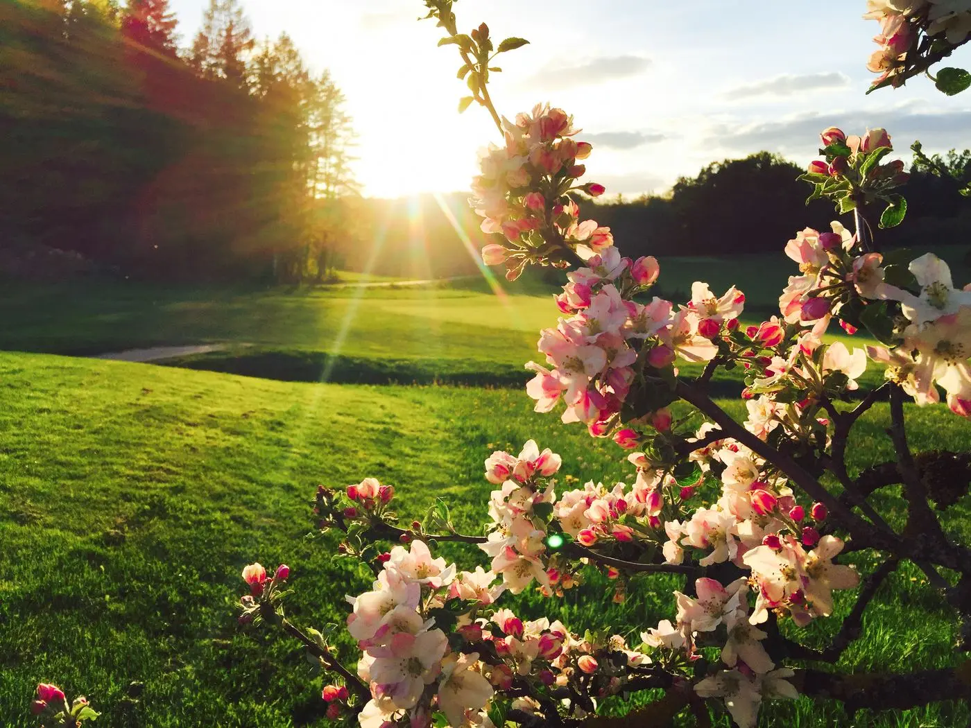 Apfelblüte an Bahn 9