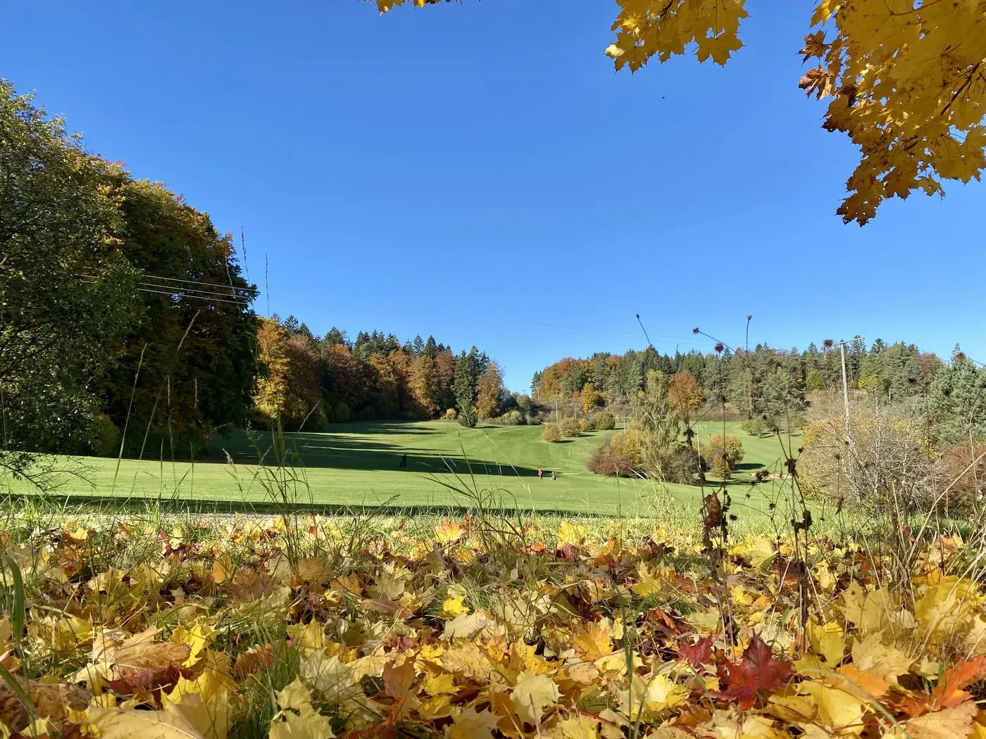 Herbstlich gefärbte Bäume auf der Golfanlage