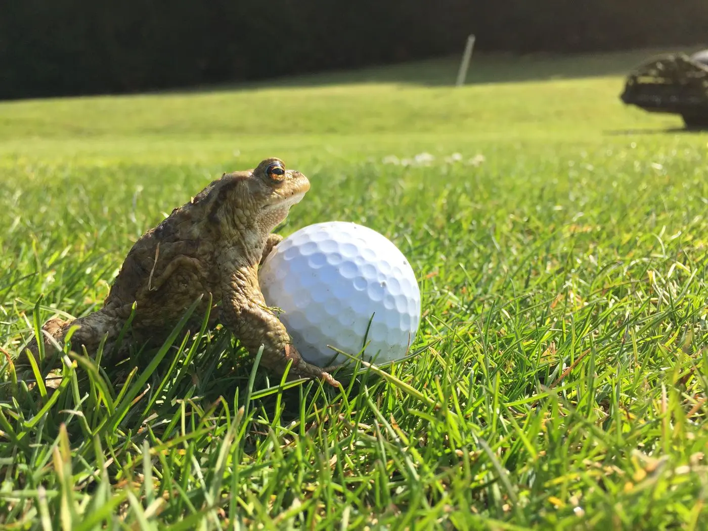 Kröte sitzt neben einem Golfball im Gras