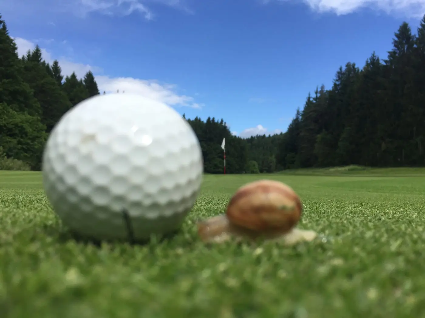 Schnecke kriecht neben einem Golfball über das Fairway